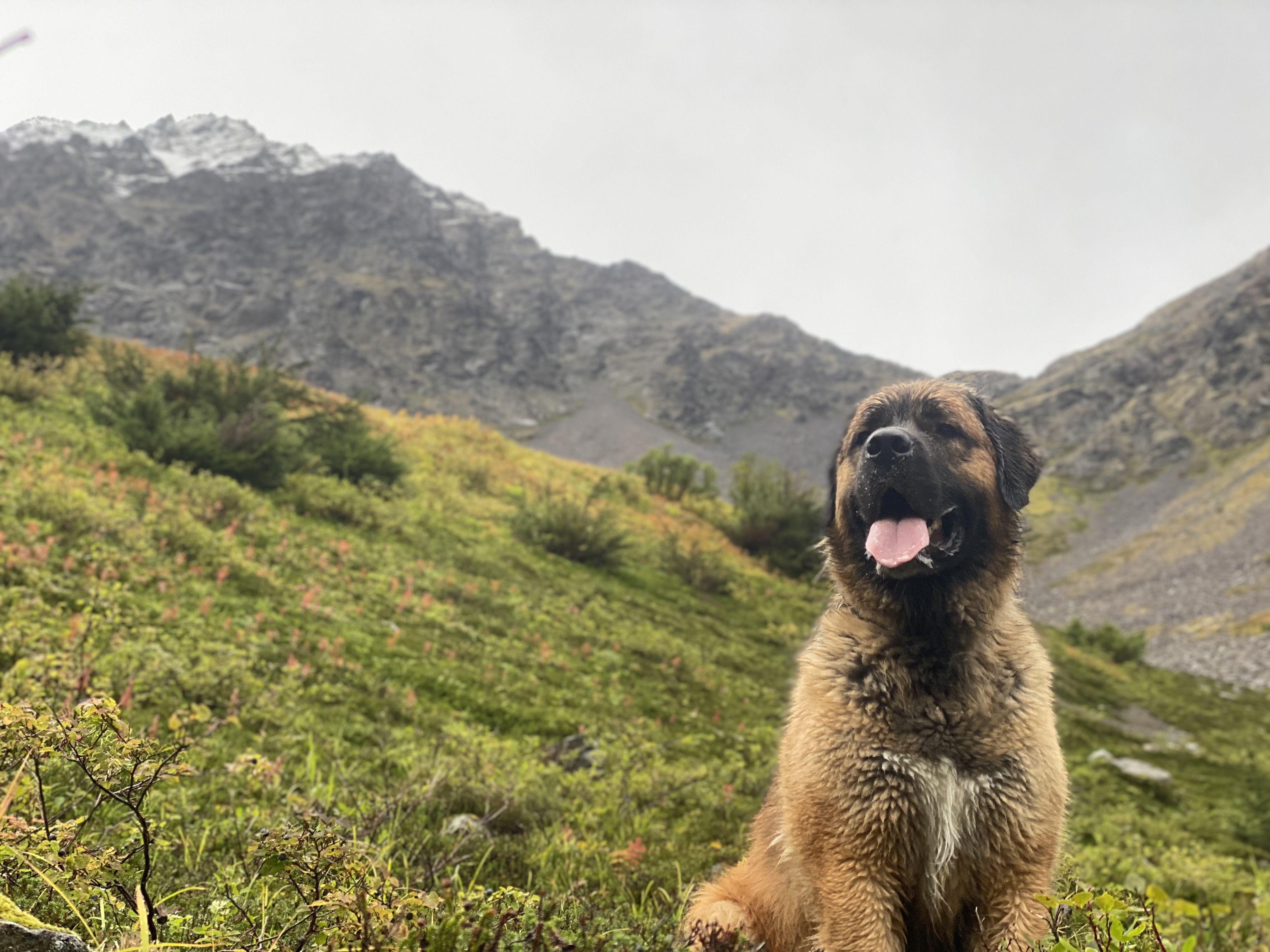 Dog on green hillside with mountain
